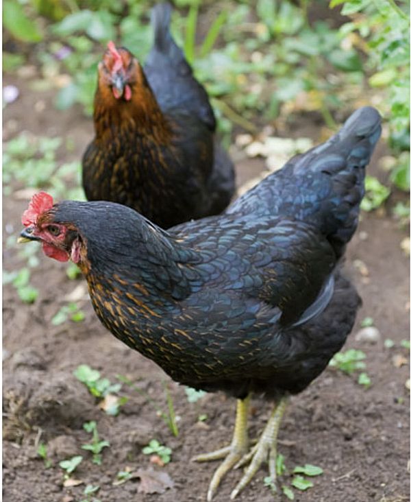 Australorp Hybrid Hen