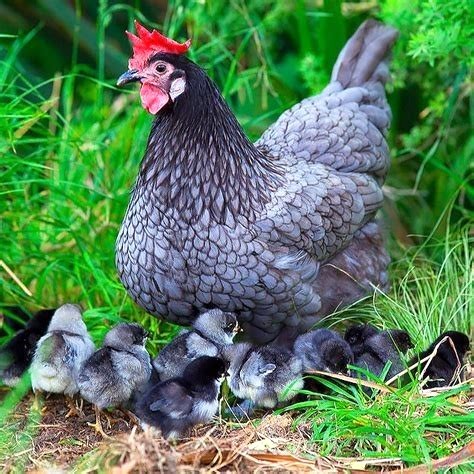 Blue Australorp Hen and Chiicks