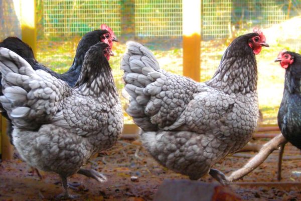 Blue Australorp
