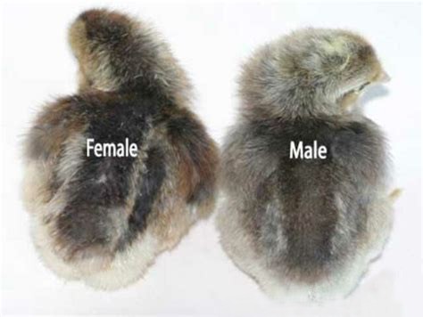 Male and Female Cream Legbar Chicks