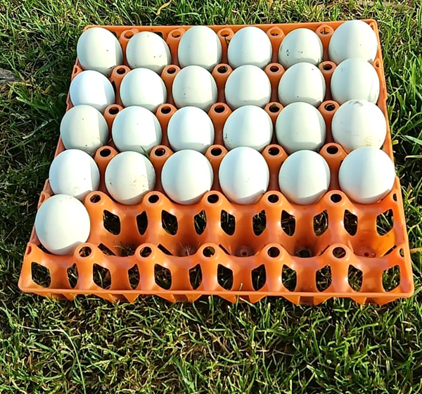 Cream Legbar Eggs