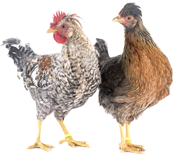 Mature and Young Cream Legbar