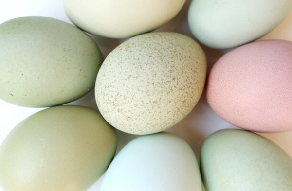 Easter Egger Eggs