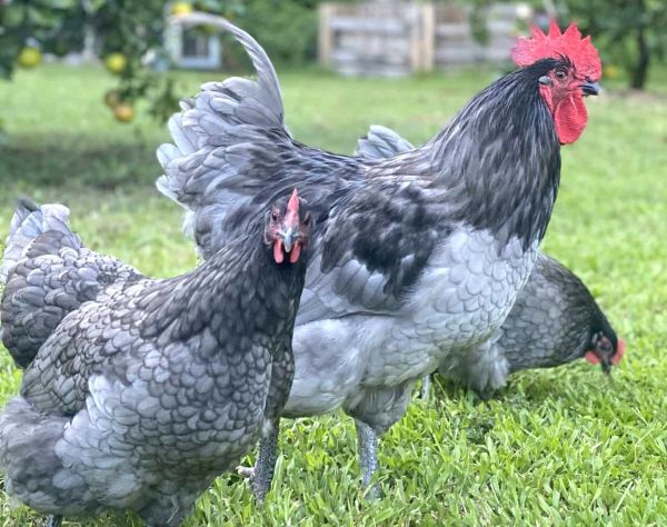 Blue Australorp